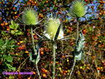 Cut-Leaved Teasel